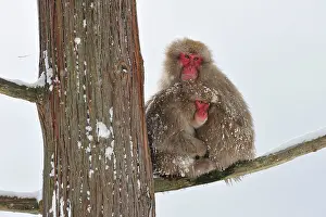 Fuscata: Japanese Macaque / Snow Monkey sitting in tree with