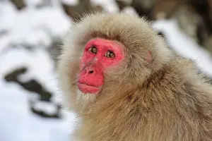 Fuscata: Japanese Macaque / Snow Monkey in snow