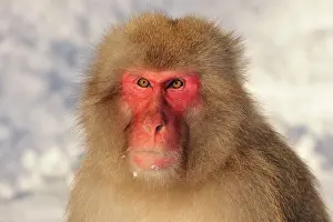 Fuscata: Japanese Macaque / Snow Monkey in snow