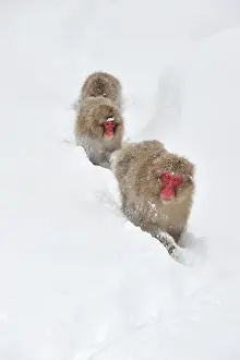 Fuscata: Japanese Macaque / Snow Monkey in snow