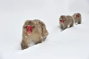 Fuscata: Japanese Macaque / Snow Monkey in snow