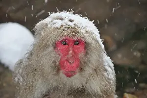 Fuscata: Japanese Macaque / Snow Monkey in snow