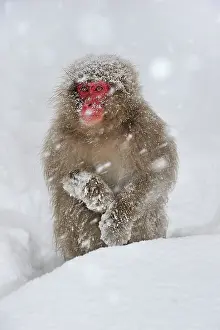 Fuscata: Japanese Macaque / Snow Monkey in snow