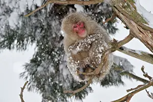 Fuscata: Japanese Macaque / Snow Monkey in snow