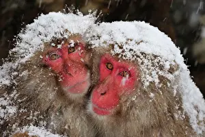 Fuscata: Japanese Macaque / Snow Monkey in snow