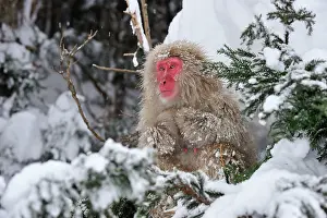 Fuscata: Japanese Macaque / Snow Monkey in snow