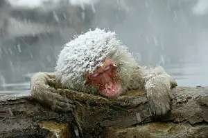 Storms: Japanese Macaque / Snow Monkey in snow storm