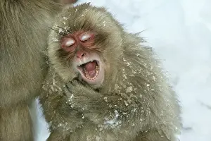 Anthropomorphic: Japanese Macaque / Snow Monkey - young, yawning