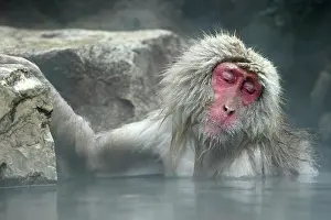 Macaque: Japanese Macaque / Snow Monkeys