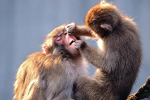 Fuscata: Japanese macaque or Snow monkeys (Macaca fuscata)