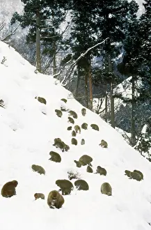 Troops: Japanese Macaque - a troupe foraging on a snowy hillside