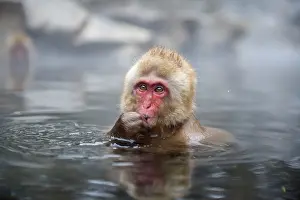 Macaque: Japanese Macaque - in water