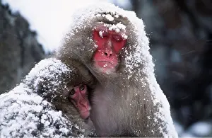 Macaque: JAPANESE MACAQUE - x two cuddling in snow