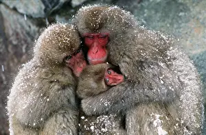 Kallen Marc Ferrero: JAPANESE MACAQUE - x three huddling together in snow