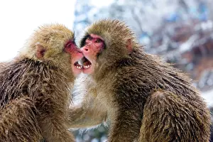 Biting: Two Japanese macaques (Macaca fuscata) or