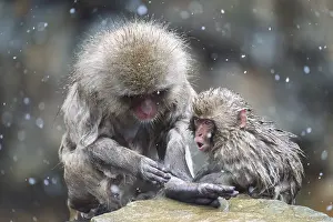 Macaque: Japanese macaques (Macaca fuscata)