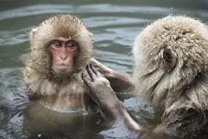 Macaque: Japanese macaques (Macaca fuscata)