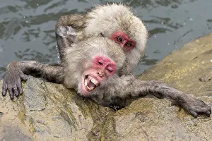 Macaque: Japanese macaques (Macaca fuscata)