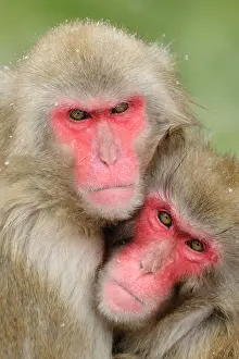 Fuscata: Japanese macaques (Macaca fuscata) in winter