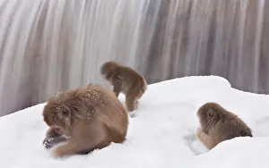 Fuscata: Japanese macaques, Nagano, Honshu Island