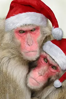 260319: Japanese macaques wearing CHristmas hats
