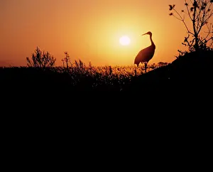 Japonensis: Japanese / Manchurian / Red-crowned CRANE