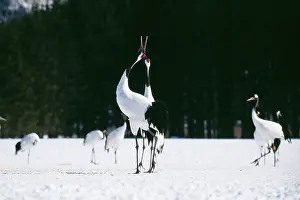 Japonensis: Japanese / Manchurian / Red-Crowned CRANE - courting dance