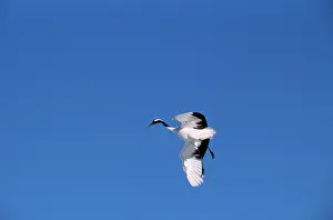 Japonensis: Japanese / Manchurian / Red-crowned Crane - in flight