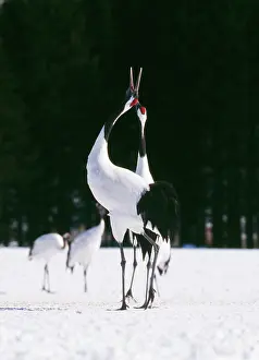 Japonensis: Japanese / Manchurian / Red-crowned CRANE - pair