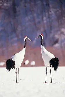 Cranes: JAPANESE / Manchurian / Red-crowned CRANE - two in snow