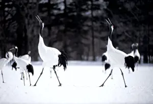 Cranes: JAPANESE / Manchurian / Red-Crowned CRANES - courtship