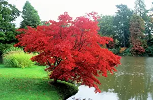 Maples: Japanese Maple