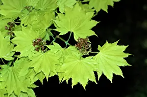 Maples: JAPANESE MAPLE