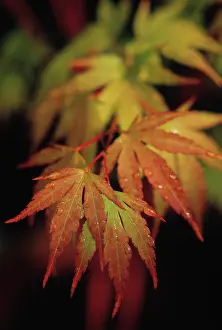 Palmatum: Japanese Maple