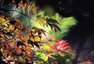 Palmatum: Japanese Maple