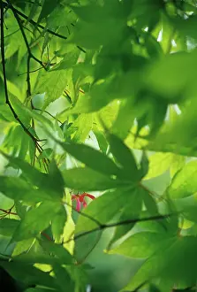 Beneath: Japanese Maple