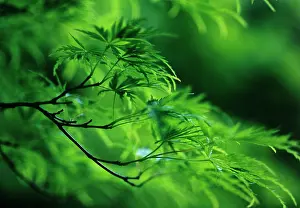 Palmatum: Japanese Maple
