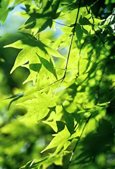 Palmatum: Japanese Maple