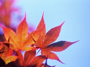Palmatum: Japanese Maple