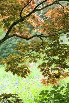 Palmatum: Japanese Maple