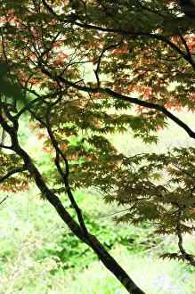 Palmatum: Japanese Maple