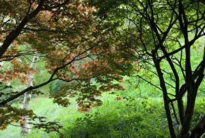 Palmatum: Japanese Maple