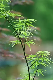 Palmatum: Japanese Maple