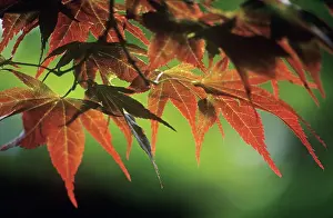 Palmatum: Japanese Maple