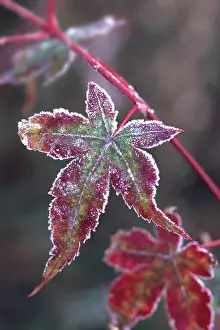 Palmatum: Japanese Maple