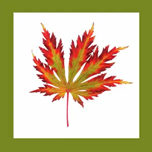 Palmatum: Japanese Maple