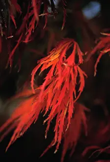 Palmatum: Japanese Maple