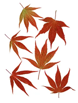 Palmatum: Japanese Maple