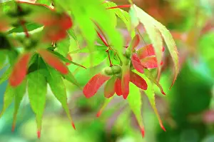 Palmatum: Japanese Maple