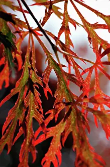 Palmatum: Japanese Maple